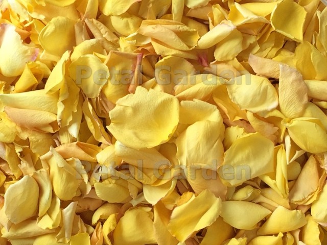 Yellow freeze dried rose petals