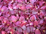 Fuchsia Freeze Dried Petals