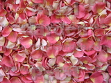 Guava Freeze Dried Petals