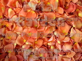 Pumpkin Freeze Dried Rose Petals