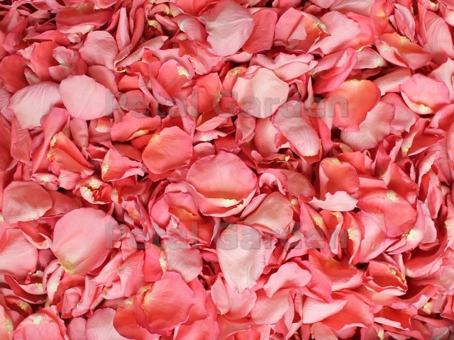 flamingo pink freeze dried rose petals