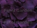Eggplant rose petals