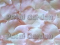 Ivory w/ Pink Silk Rose Petals