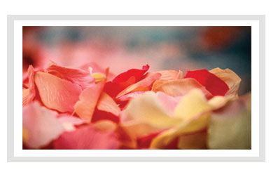 Silk Rose Petals