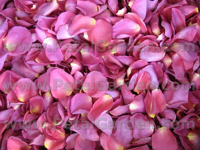 freeze dried rose petals