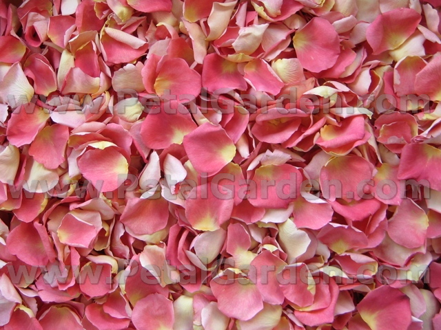 freeze dried rose petals