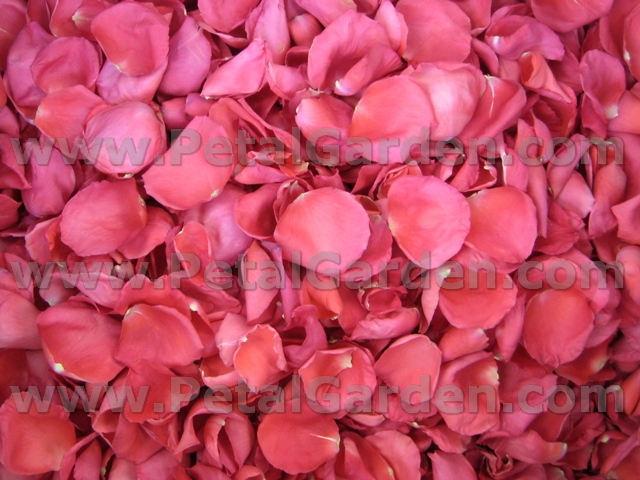 freeze dried rose petals