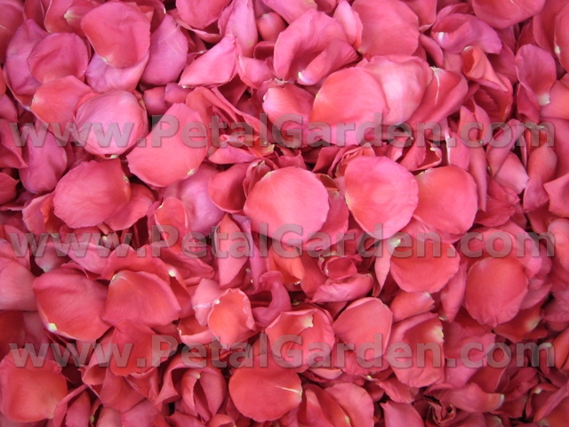 freeze dried rose petals