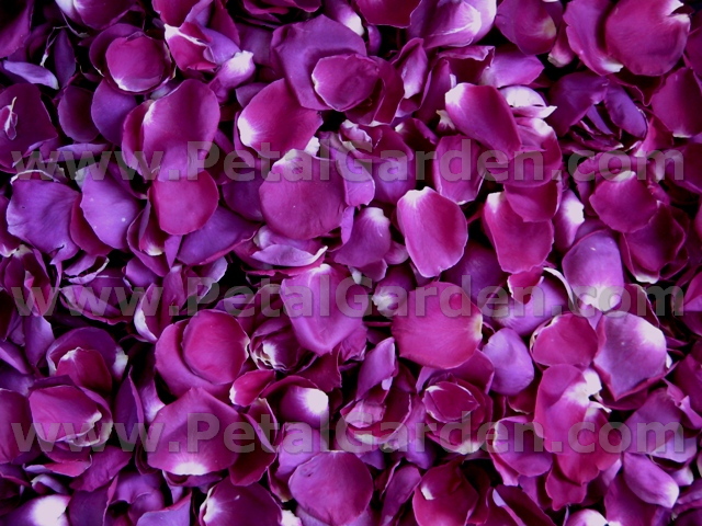 freeze dried rose petals