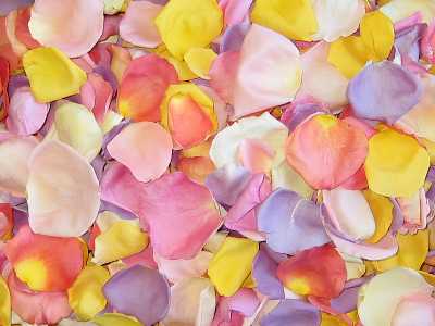 freeze dried rose petals