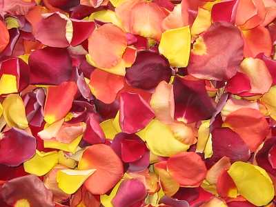 freeze dried rose petals