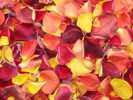 Harvest Blend Freeze Dried Petals