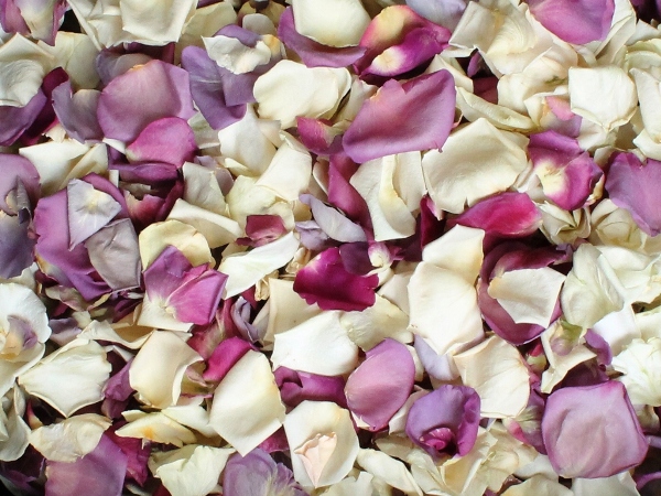 Rose Petals, Real Freeze Dried Red, Pink, and Purple Petals for Pathwa –  Petal Garden, Inc.