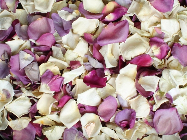 freeze dried rose petals