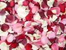 Romance Blend Freeze Dried Petals