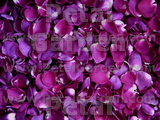 Magenta Freeze Dried Petals