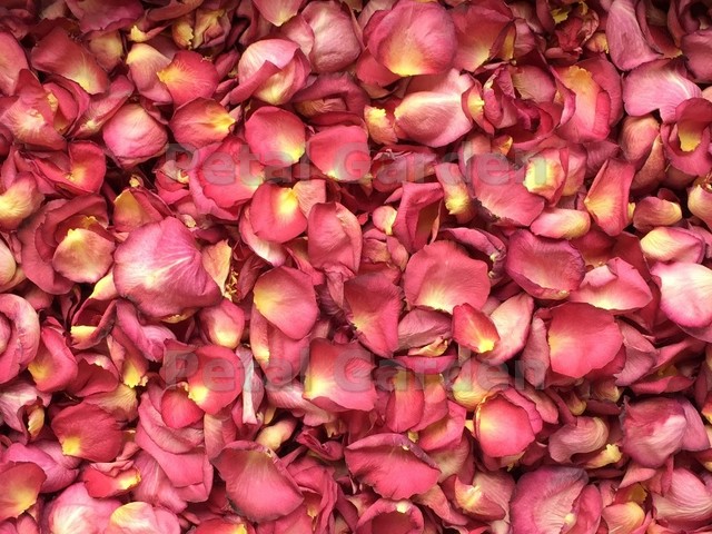 freeze dried rose petals