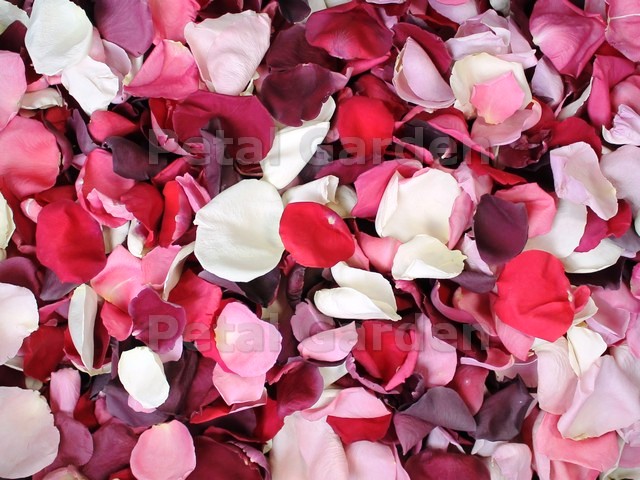 freeze dried rose petals