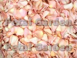Seashell Freeze Dried Rose Petals