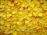 Yellow Freeze Dried Petals