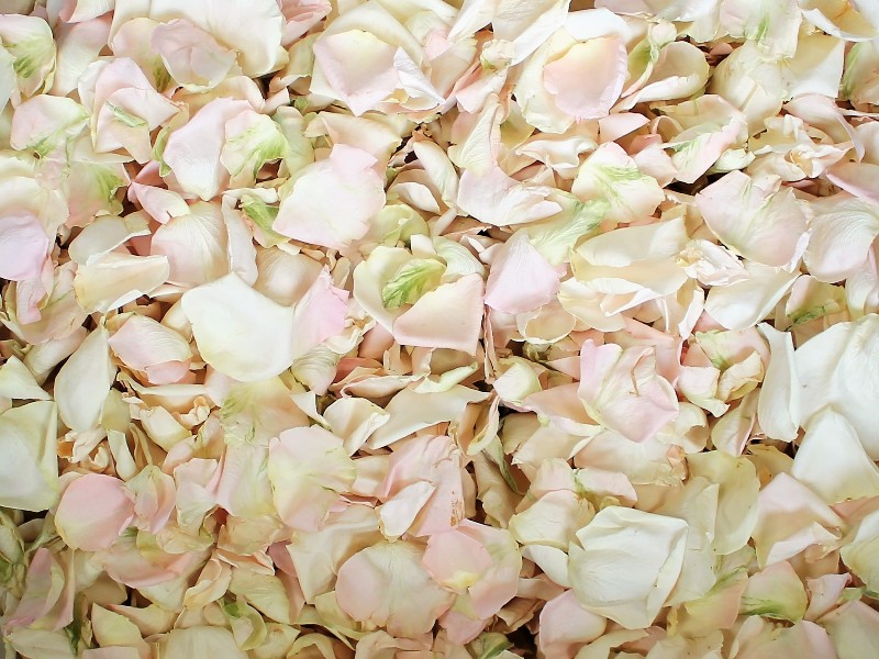 freeze dried rose petals