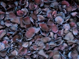 Blacklight Freeze Dried Rose Petals