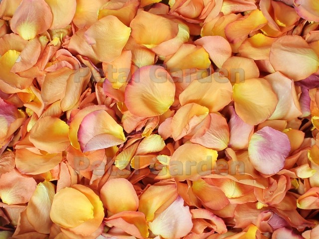 freeze dried rose petals