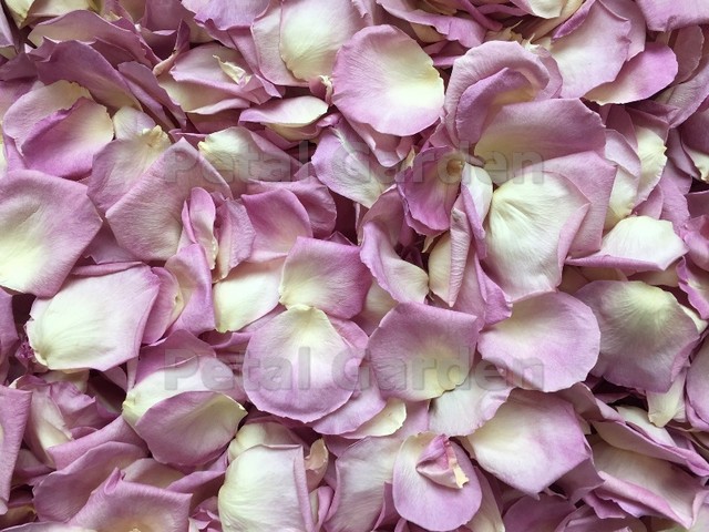 freeze dried rose petals