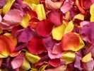 Tropical Blend Freeze Dried Petals