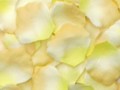 Peach/Yellow Silk Rose Petals