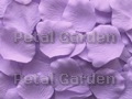 Silk floating rose petals, Lavender