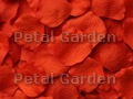Mandarin Silk Rose Petals