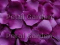 Petunia Silk Rose Petals