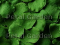 Shamrock Silk Rose Petals